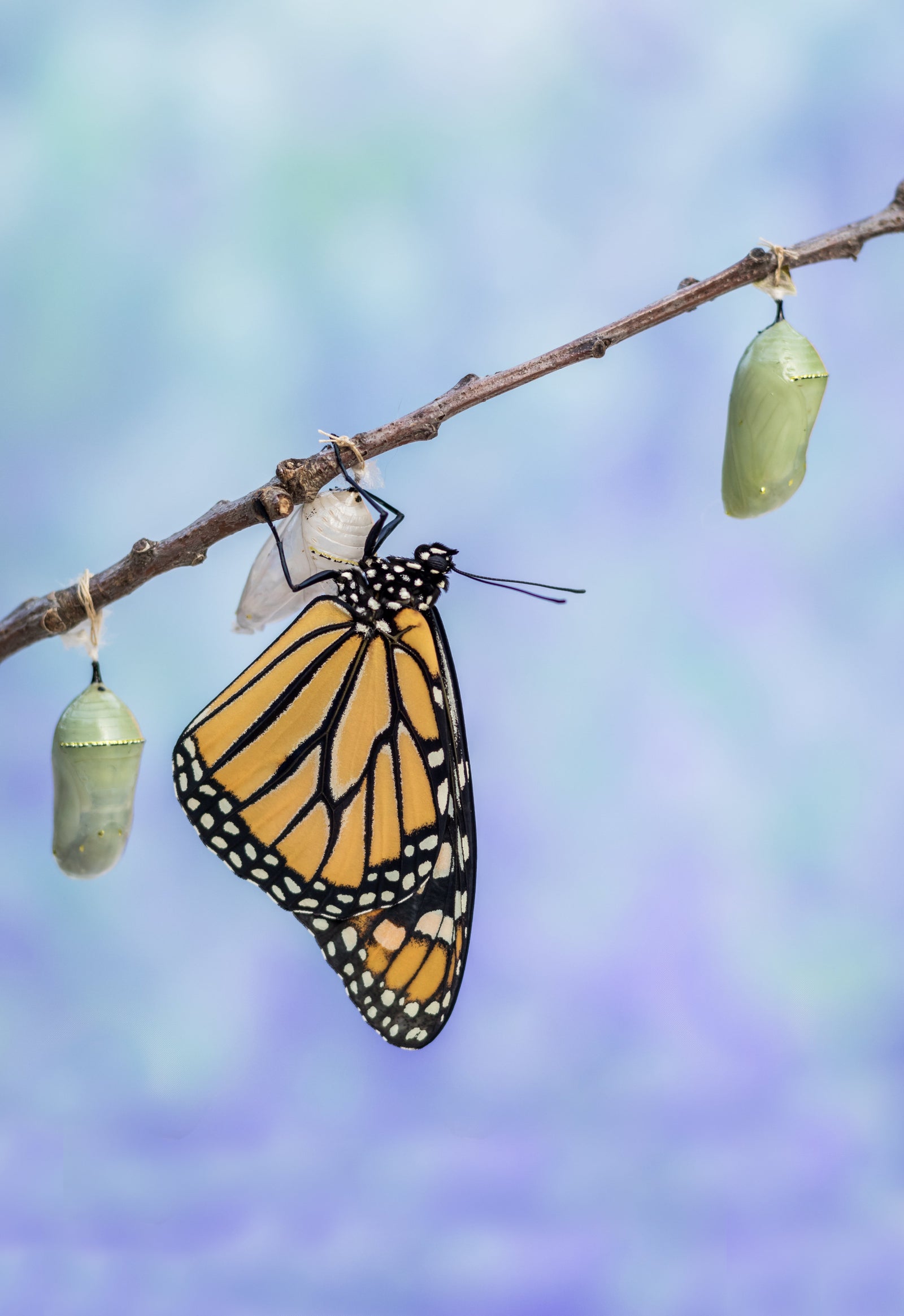 evolution of peer support